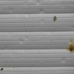 Roller Shutter Gallery Adelaide